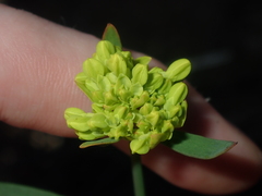 Glischrocaryon aureum