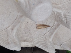 Donacaula mucronella