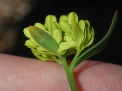 Glischrocaryon aureum
