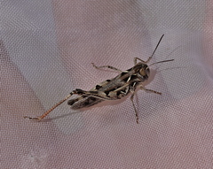 Dociostaurus brevicollis