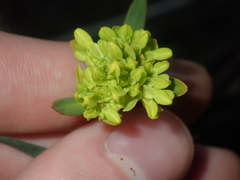 Glischrocaryon aureum