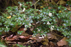 Damnacanthus indicus indicus