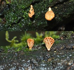 Panellus ligulatus