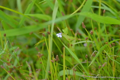 Lindernia dubia anagallidea