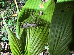 Thereuopoda clunifera