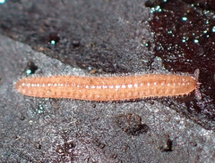 Siphonotidae