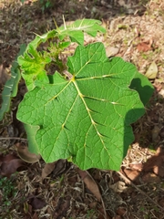 Solanum myriacanthum