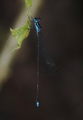Coeliccia membranipes