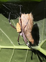 Argiope ocula