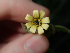 Osteospermum monstrosum