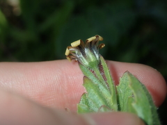 Osteospermum monstrosum