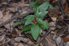 Ardisia japonica