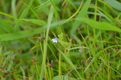 Lindernia dubia anagallidea