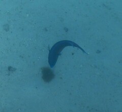 Chlorurus microrhinos