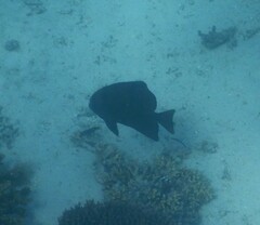 Ephippidae