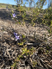 Halgania andromedifolia