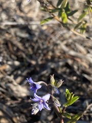 Halgania andromedifolia