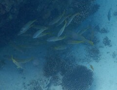 Lutjanus fulviflamma