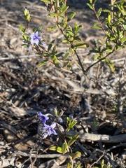 Halgania andromedifolia