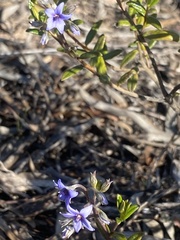 Halgania andromedifolia