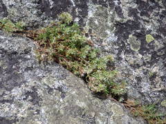 Paronychia argyrocoma