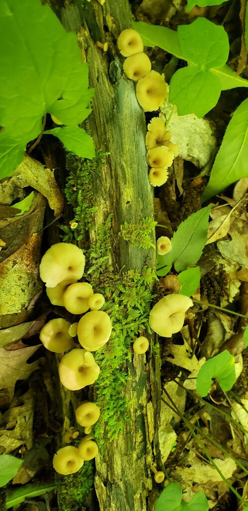 Lentinellus subaustralis in June 2022 by Cara Coulter. Found on ...