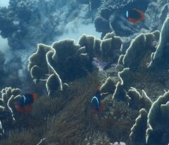 Amphiprion rubrocinctus