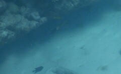 Parupeneus barberinoides