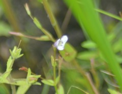 Lindernia dubia anagallidea