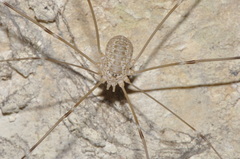 Leiobunum religiosum