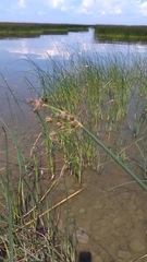 Schoenoplectus lacustris