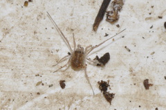 Lophopilio palpinalis