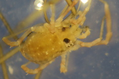 Lophopilio palpinalis