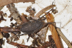 Trogulus nepaeformis