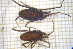 Trogulus nepaeformis