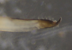 Trogulus nepaeformis