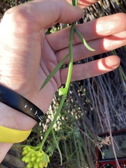 Glischrocaryon aureum