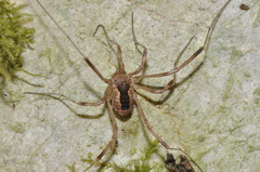 Lacinius ephippiatus