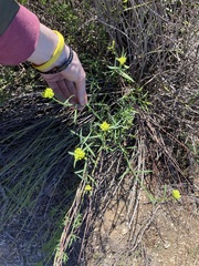 Glischrocaryon aureum