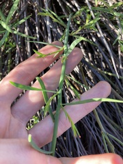 Glischrocaryon aureum