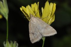 Udea elutalis