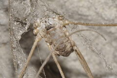 Leiobunum religiosum