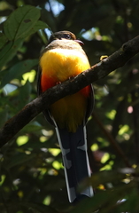 Harpactes reinwardtii