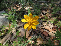 Lasianthaea aurea