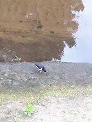 Haematopus ostralegus