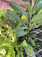 Osteospermum monstrosum