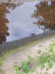 Haematopus ostralegus