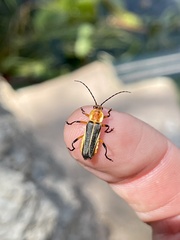 Chauliognathus obscurus