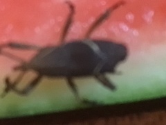 Sphenocorynes kosempoensis