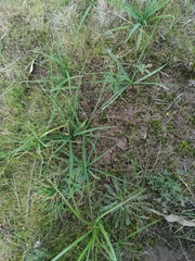 Burchardia umbellata